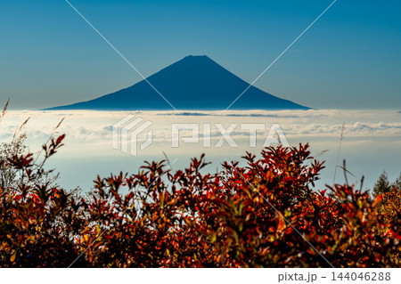 秋の甘利山から朝焼けの雲海に浮かぶ富士山 秋の甘利山から朝焼けの雲海に浮かぶ富士山 144046288