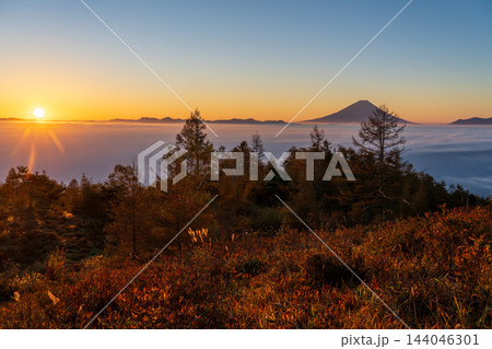 秋の甘利山から朝焼けの雲海に浮かぶ富士山 秋の甘利山から朝焼けの雲海に浮かぶ富士山 144046301