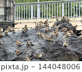 都市公園の岩場に集まるたくさんのスズメ 144048006