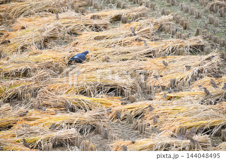 スズメ、すずめ、雀、ハト、はと、鳩 スズメ、すずめ、雀、ハト、はと、鳩 144048495