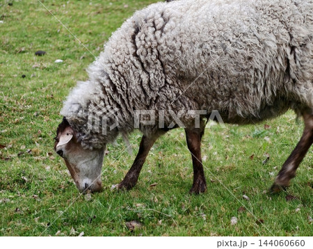 Sheep grazing peacefully. Animals in rural scenery with soft ground vegetation and grazing posture Sheep grazing peacefully. Animals in rural scenery with soft ground vegetation and grazing posture 144060660