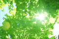 新緑と太陽_02 1844155