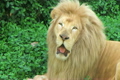 White Lion Yawning 2613870