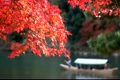 京都の紅葉 3799790