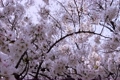 perming0356　『 桜』　電動レールによるスムーズな横移動 4730093