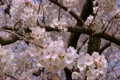 perming0360 『桜』電動スライドレールによる移動撮影 4730116