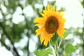 Sun Flower 5335076