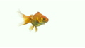 single goldfish animal isolated on white  7682968