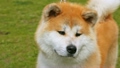 Dog of breed Shiba-inu stands on lawn with green grass 7833924