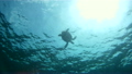 Sea Turtle Underwater 7880540