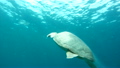 Underwater Sea Turtle 7880541