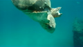 Turtle Underwater 7880542