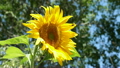 Sunflower beautiful yellow in breeze P HD 2544 7950531