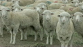 Sheep herd watching view P HD 9584 8271367