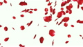 Rose petals Falling, against white 8522837