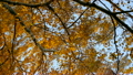 Birch branches swaying in the autumn wind against a blue sky at sunset 8614930