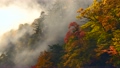 朝霧と紅葉 8774335