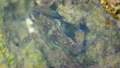 Blue crab feeds on vegetation 8912797