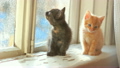 cute kittens sitting on a window sill 9394637