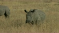 White Rhinoceros in Africa Grassland 9864176