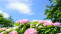 紫陽花-6090098 10896509