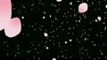 桜吹雪 11830845