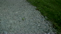231_Oak_and_Pebbles_Bermuda_grass_on_the_ground 11980986