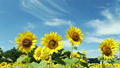 Sunflowers and blue sky (fast turn) 12094322