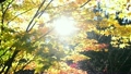 紅葉狩り　逆光 12805560
