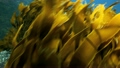 Bull kelp and strapweed moving in current underwater 13136699