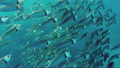 school of Indian mackerel feeding in Red Sea, Egypt 13676349