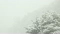 森林に雪の降る風景 13716933