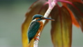 Common Kingfisher Alcedo atthis 14053124