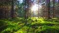 magic forest and toadstools, time-lapse with crane 14318061