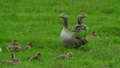 鳥父母和孩子Greylag鵝家庭 14399994