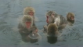 monkey, monkeys, open-air bath 14399995