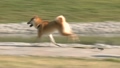 走る犬（柴犬） 15489617