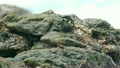 crabs eating on stone seashore 15640892