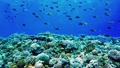 【水中映像】沖縄・水納島のサンゴ礁と熱帯魚 15641024