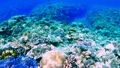 【水中映像】沖縄・水納島のサンゴ礁と熱帯魚 15641025