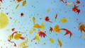 舞う 葉 緑 紅葉 落葉 秋 16342615