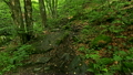 Walking on mountain forest path Steadicam Shot POV 16452685
