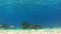 熱帯魚と珊瑚礁　水中撮影　左から右にパン 17422303