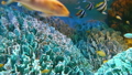 Underwater Seascape at Pacific Aquarium in Sunshine 60, Ikebukuro, Japan 17465985