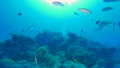 【水中映像】沖縄・水納島のサンゴ礁と熱帯魚 18693578