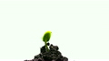 The Growth Of Young Green Plants 19229400