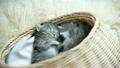 Cute tabby kittens sleeping and hugging in a baske 19478002