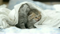 Cute tabby kittens playing under white blanket 19509236