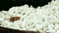 The silk cocoon, nesting of the silkworm. 20080805