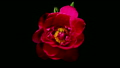 Red Peony Flowering Timelapse 20451471